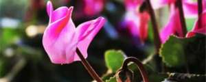 仙客来花茎变软怎么办