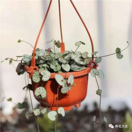 爱之蔓 爱之蔓