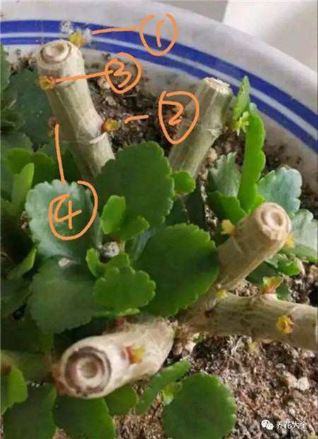长寿花伤口消毒 长寿花伤口消毒