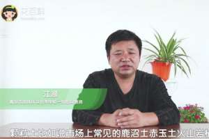 玉露怎么养