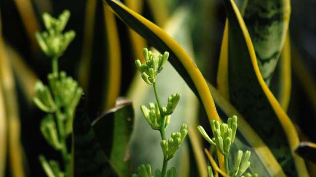 阳台种植什么植物好 阳台种植什么植物好