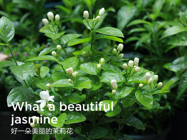  茉莉花的养殖方法，北方夏季扦插繁殖茉莉花的方法