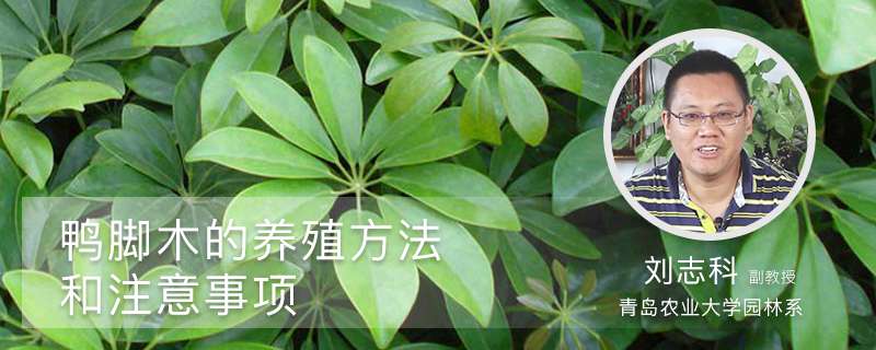 鸭脚木的养殖方法和注意事项 鸭脚木的养殖方法和注意事项