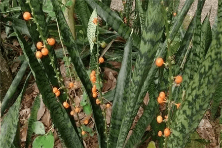 结果的虎皮兰整体 结果的虎皮兰整体
