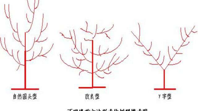杏树怎么修剪 杏树怎么修剪
