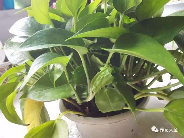 绿萝烂根怎么办?8 绿萝烂根怎么办?8