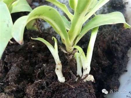 分株繁殖法 分株繁殖法