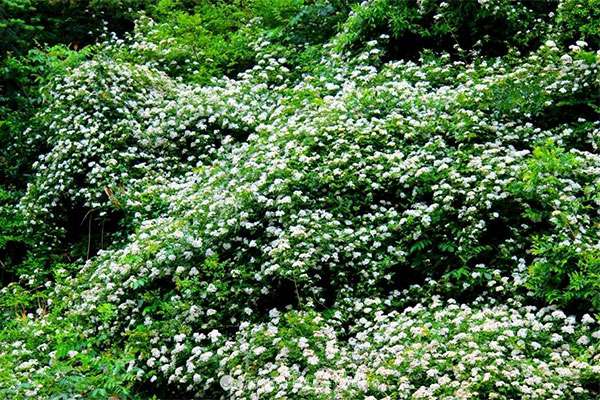 山上栀子花.jpg