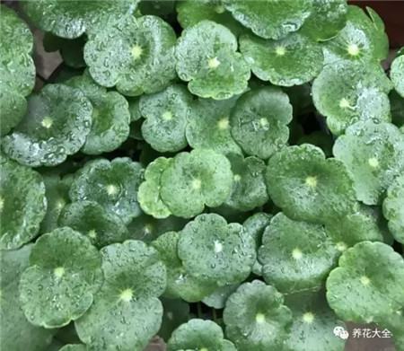 铜钱草 铜钱草
