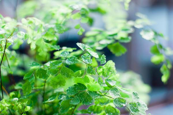 雾霾天气,你家里养吸毒植物了吗? 雾霾天气,你家里养吸毒植物了吗?