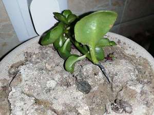 长寿花根烂了怎么办