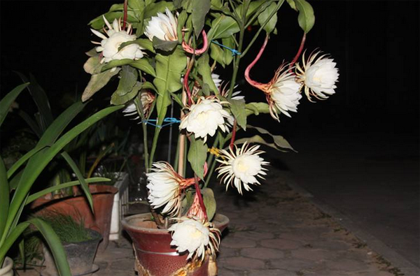 昙花 昙花