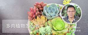 多肉植物怎么养