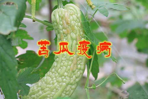 苦瓜疫病的症状、发病条件及防治措施
