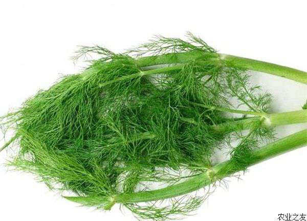 茴香种植的技术要点是什么？