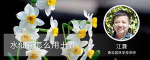 水仙花怎么用土养