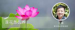 莲花怎么养