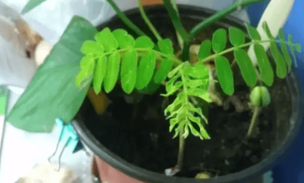 酸角盆栽 酸角盆栽