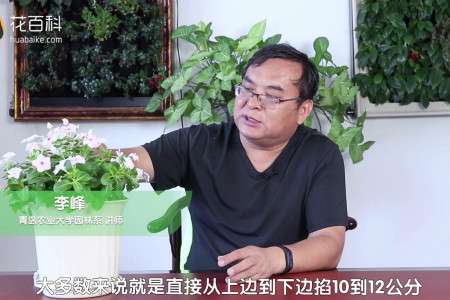 长春花 长春花