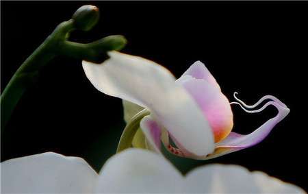 清除侧芽 清除侧芽