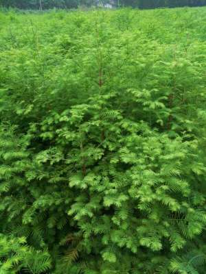 水杉树怎么种植-手把手教你种植水杉