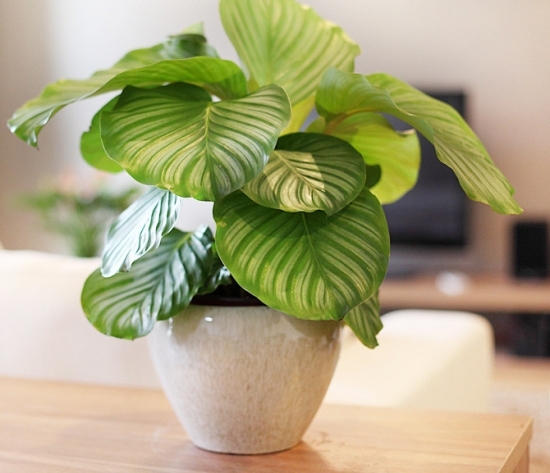 观叶植物 观叶植物
