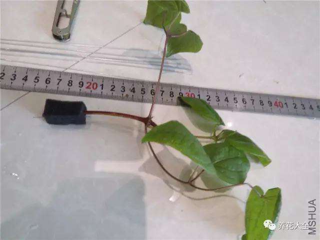 再便宜也别买,这4种花剪个枝,很快就长一大盆!