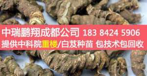 重楼适合种植在哪里？