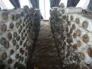 平菇栽培技术：平菇料面为什么要去皮？