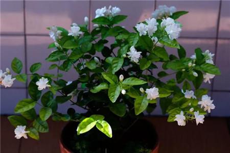 茉莉 茉莉
