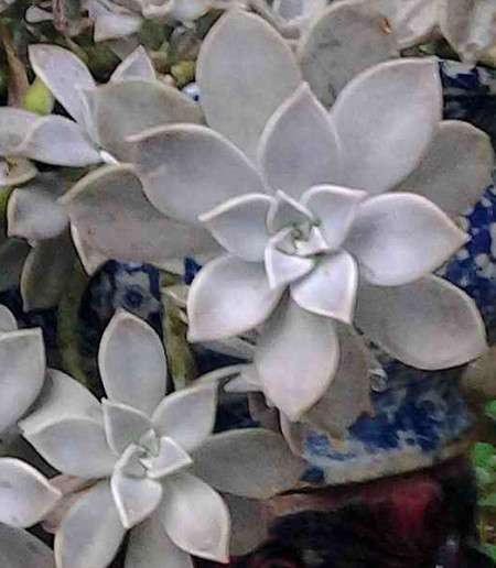 石莲花 石莲花