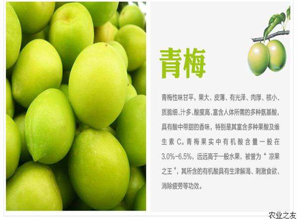 青梅高位嫁接管理技术