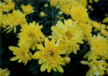 菊花的爆盆——防治病虫害 菊花的爆盆——防治病虫害