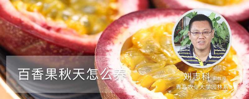 百香果秋天怎么养 百香果秋天怎么养