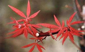 盆景红枫种植与养护