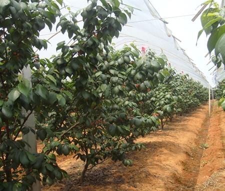大棚种植樱桃夏季要注意哪些?