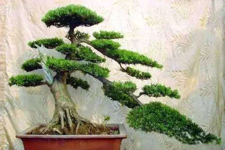 罗汉松 罗汉松