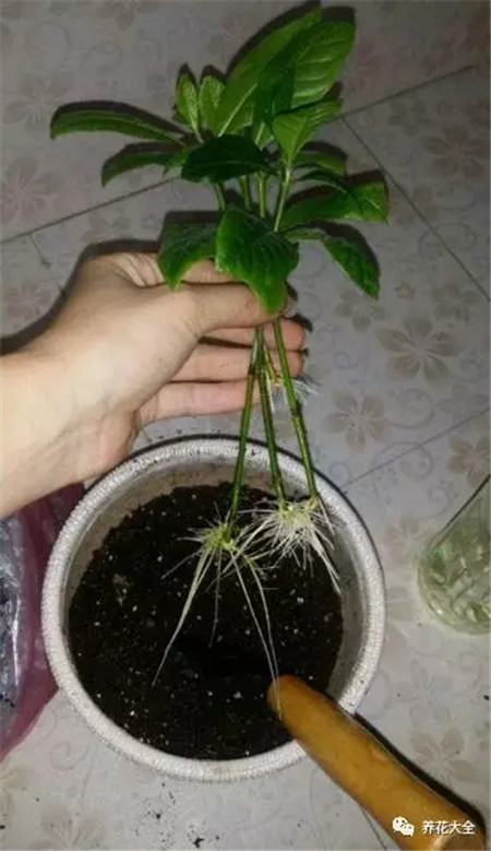 枝条消毒 枝条消毒