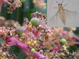 芒果花穗期病虫害防治技术