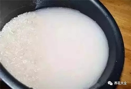 淘米水 淘米水