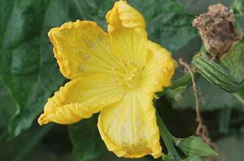 丝瓜烂花咋回事？该怎样防治丝瓜烂花？