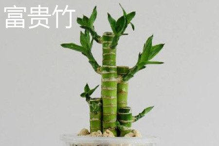 富贵竹 富贵竹