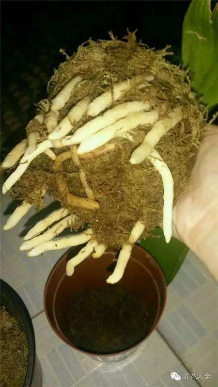 生出新根 生出新根