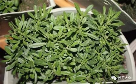 草本植物摘心后 草本植物摘心后