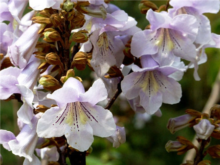 泡桐的花语 泡桐的花语