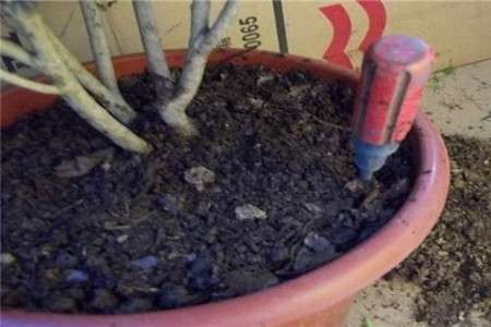 米兰换盆：重新上盆栽种