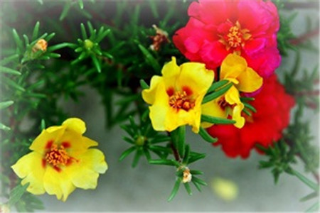 午时花 午时花