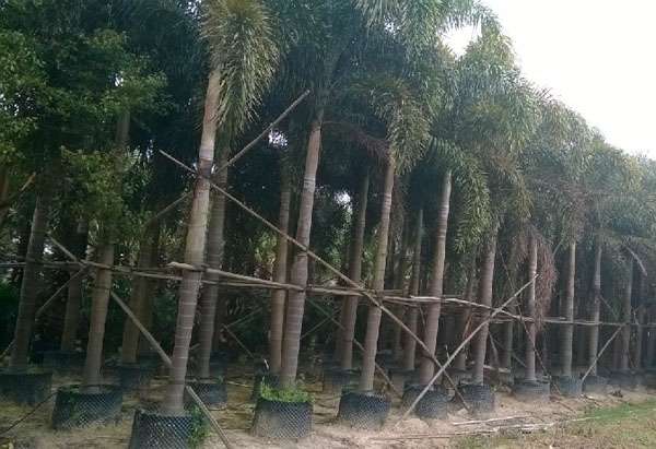 狐尾椰子树基地实拍