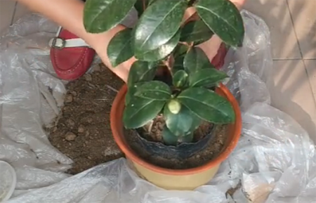 1530349178469605.png 山茶花的种植方法,图解如何给孕蕾期间的山茶花换盆