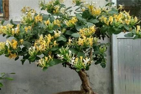 金银花 金银花